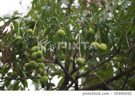 芒果樹 芒果樹 30466092