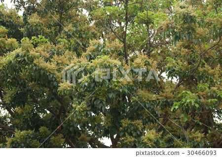 芒果樹 芒果樹 30466093