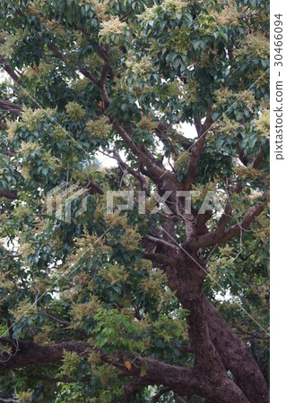 芒果樹 芒果樹 30466094