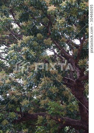 Mango tree Mango tree 30466095