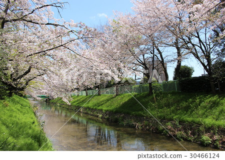 Sakura River Sakura River 30466124