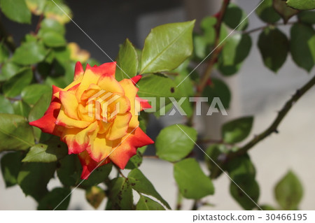 Rose yellow Rose yellow 30466195
