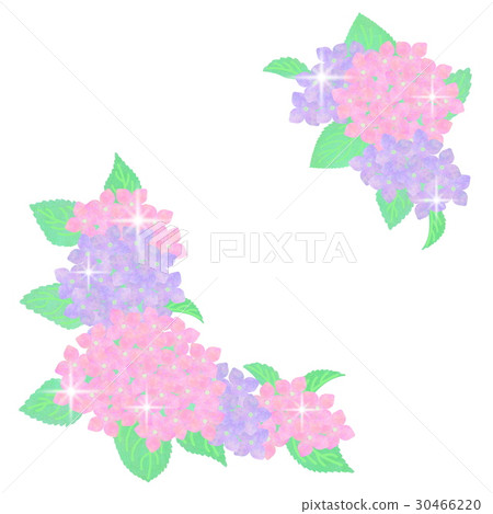 A hydrangea's flower illustration 30466220