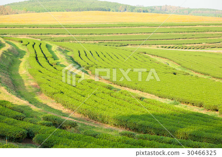 Tea farm on land Tea farm on land 30466325