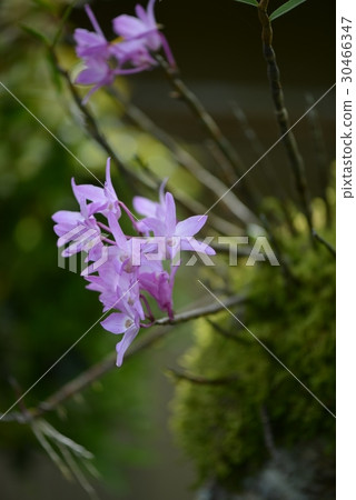 Pink stones 30466347