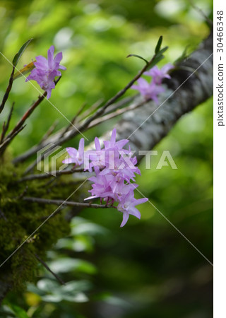 Pink stones 30466348