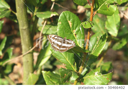 玄珠帶蛺蝶 30466402