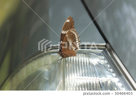 幻蛺蝶 30466403