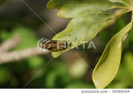 弄蝶 弄蝶 30466404