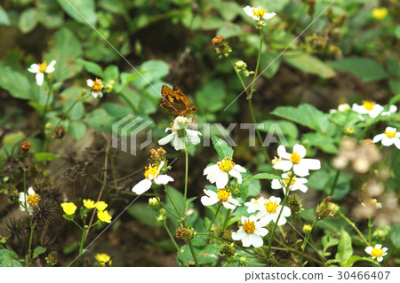 Butterfly Butterfly 30466407