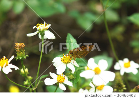 Butterfly Butterfly 30466408