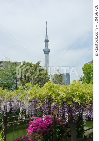 Kameido Tenjin的紫藤和天空樹 Kameido Tenjin的紫藤和天空樹 30466726