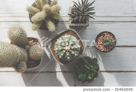 Plant Cactus Houseplant Nature Concept Plant Cactus Houseplant Nature Concept 30468898