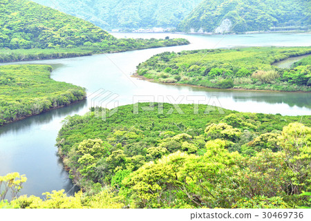 Mangrove virgin forest Mangrove virgin forest 30469736