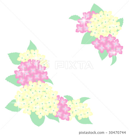 八仙花屬的花例證 八仙花屬的花例證 30470744