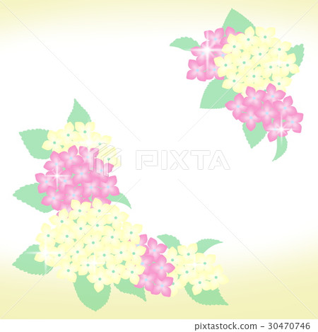 八仙花屬的花例證 30470746
