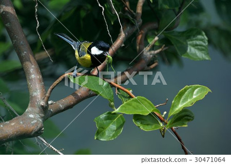 青背山雀(Parus monticolus) 青背山雀(Parus monticolus) 30471064