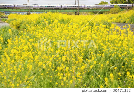 Super Azusa and Rape Flower of Asakawa 30471332