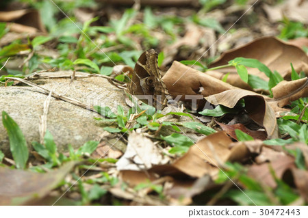 Jade butterfly Jade butterfly 30472443