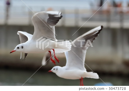 低空飛行的海鷗 低空飛行的海鷗 30473728