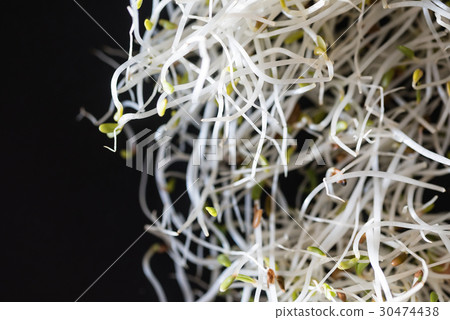 fresh sprouts fresh sprouts 30474438