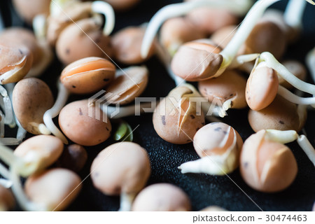 fresh sprouts fresh sprouts 30474463