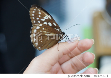 白條斑蔭蝶 30474601