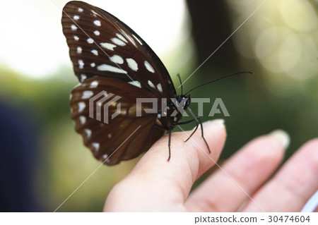 白條斑蔭蝶 白條斑蔭蝶 30474604