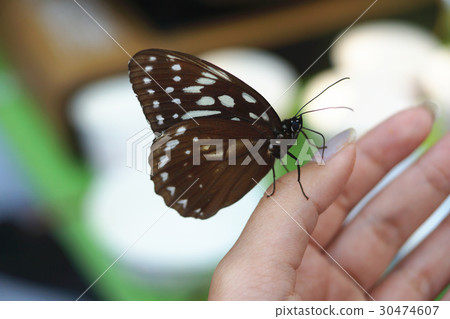 白條斑蔭蝶 白條斑蔭蝶 30474607