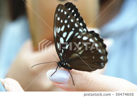 白條斑蔭蝶 白條斑蔭蝶 30474608