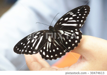 白條斑蔭蝶 30474613