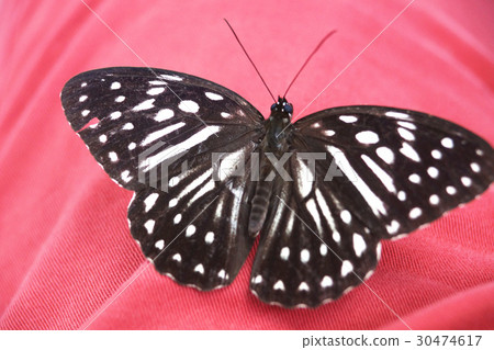 白條斑蔭蝶 30474617