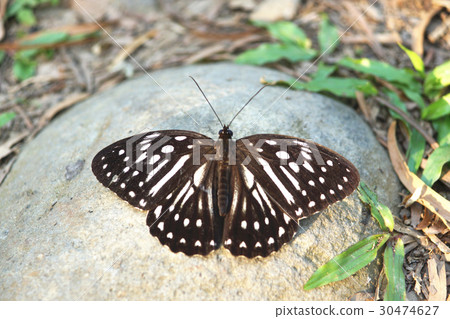 白條斑蔭蝶 30474627