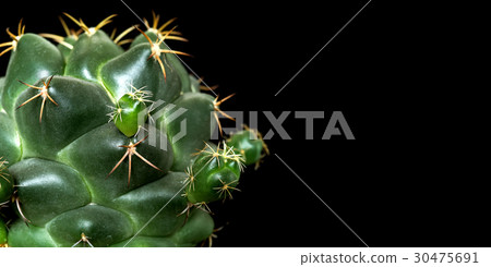 Close Up Coryphantha Elephantidens Cactus Plant 30475691