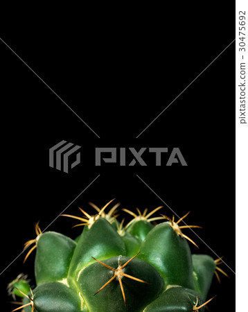 Close Up Coryphantha Elephantidens Cactus Plant 30475692