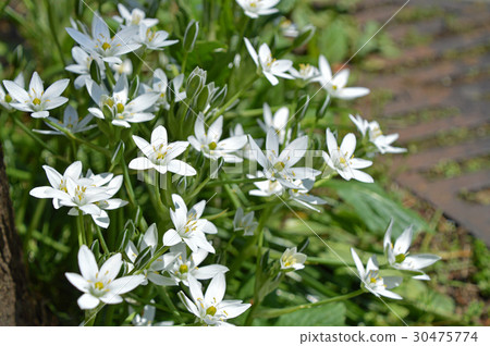 Oohuana（玉米） 30475774