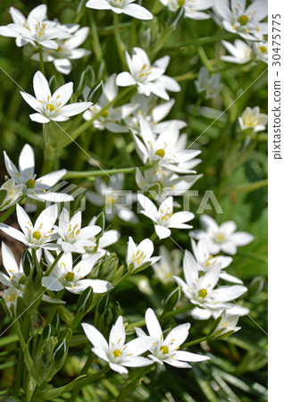 Oohuana（玉米） 30475775