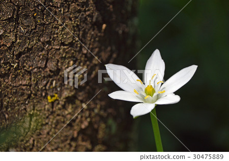 Oohuana（玉米） 30475889