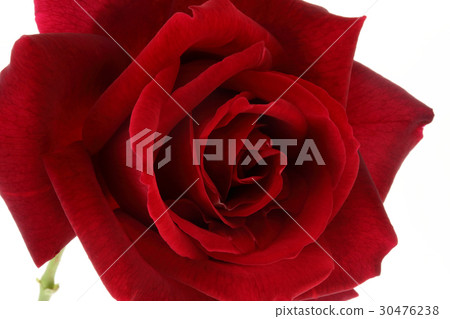 rose rose 30476238