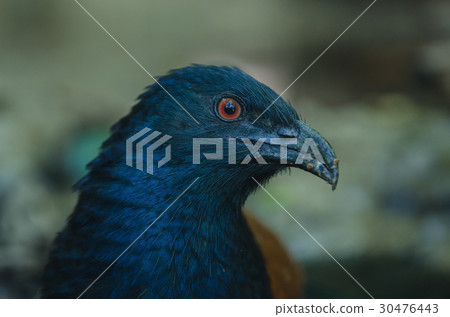 Greater Coucal bird (Centropus sinensis) 30476443