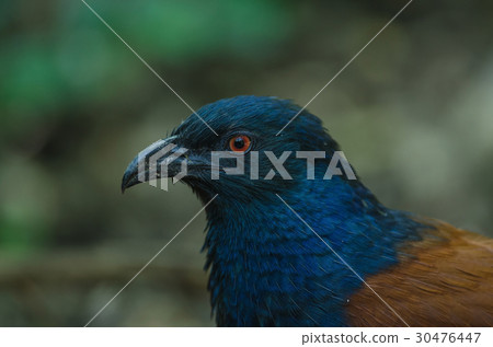 Greater Coucal bird (Centropus sinensis) Greater Coucal bird (Centropus sinensis) 30476447