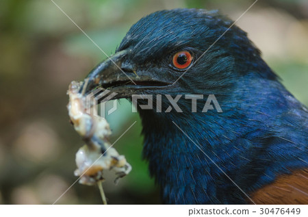 Greater Coucal bird (Centropus sinensis) Greater Coucal bird (Centropus sinensis) 30476449