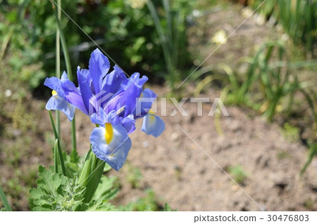 鳶尾花 30476803