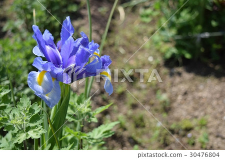 鳶尾花 30476804