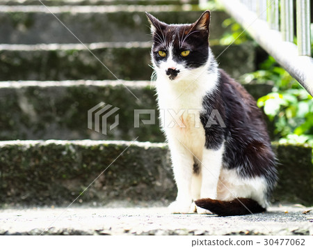 Cat  30477062