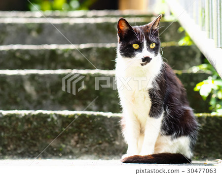 Cat  30477063