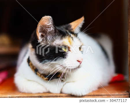 Cat  30477117