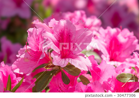 Azaleas in full bloom Azaleas in full bloom 30477306