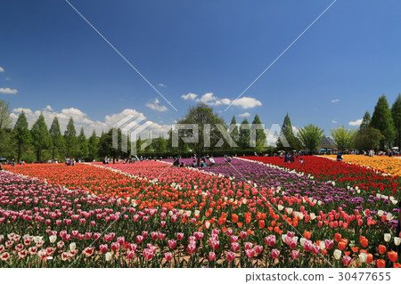 Tulip fields on the Sera plateau farm 30477655