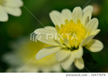 瑪格麗特 花 花卉 花朵  白色 黃色 花蕊 花瓣 30477679